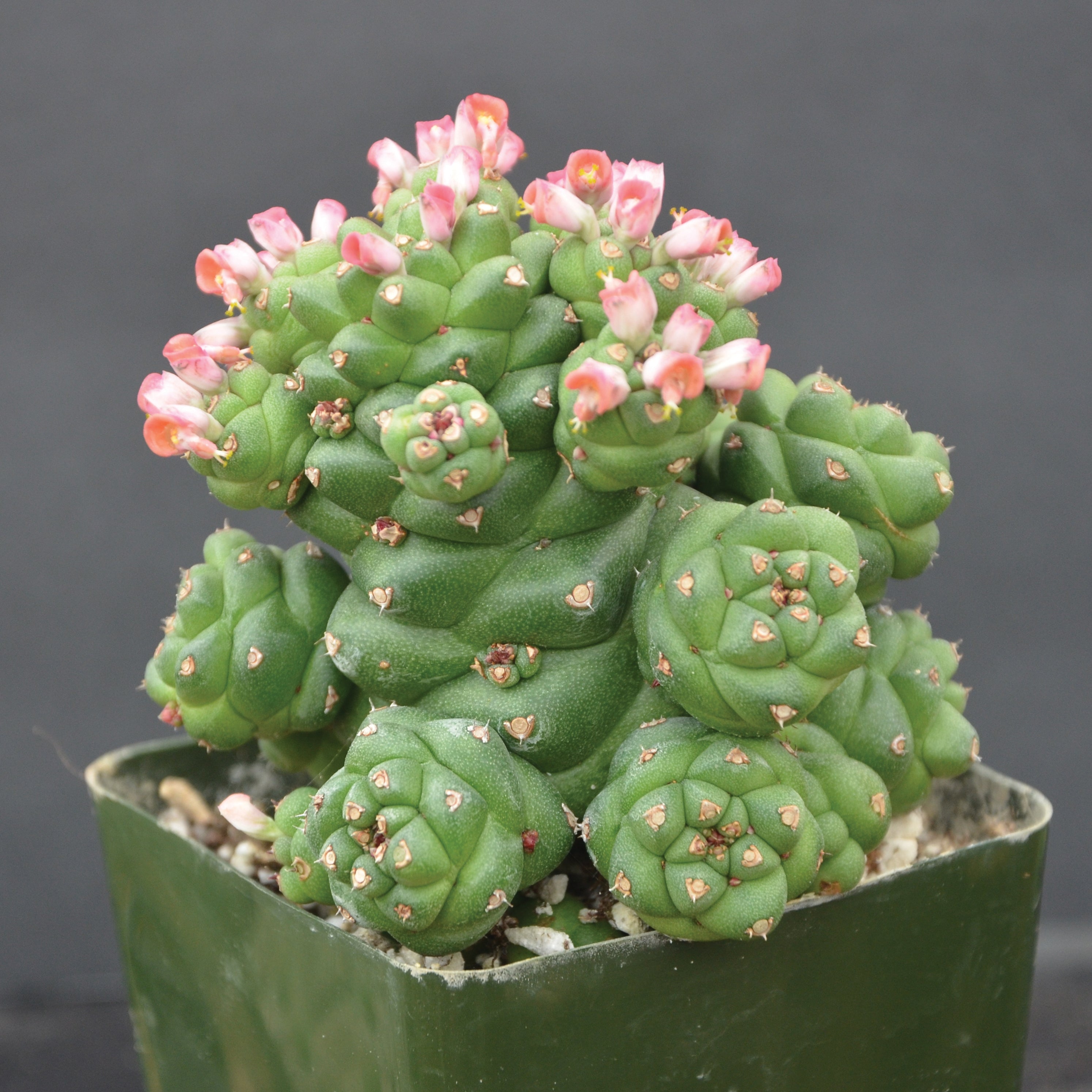 Monadenium (Monadenium ritchiei)