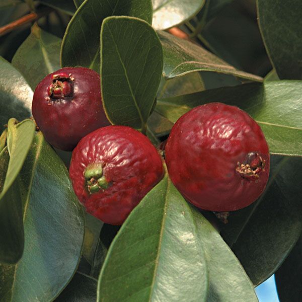 Strawberry Guava