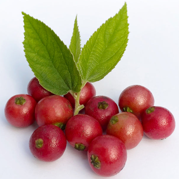 Strawberry Tree (Muntingia calabura)
