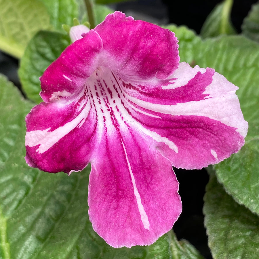 Cape Primrose ‘Kaleidoscope’ (Streptocarpus hybrid)