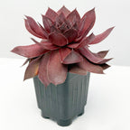 Hardy Hens & Chicks SUPERSEMPS® 'Onyx'
