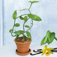 vanilla_planifolia_vanilla_vine_2024 (fruiting-plants)
