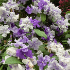 Yesterday, Today and Tomorrow (Brunfelsia australis)